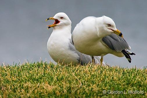 Two Gulls_52973.jpg - Ring-billed Gull (Larus delawarensis) photographed at Ottawa, Ontario - the capital of Canada.